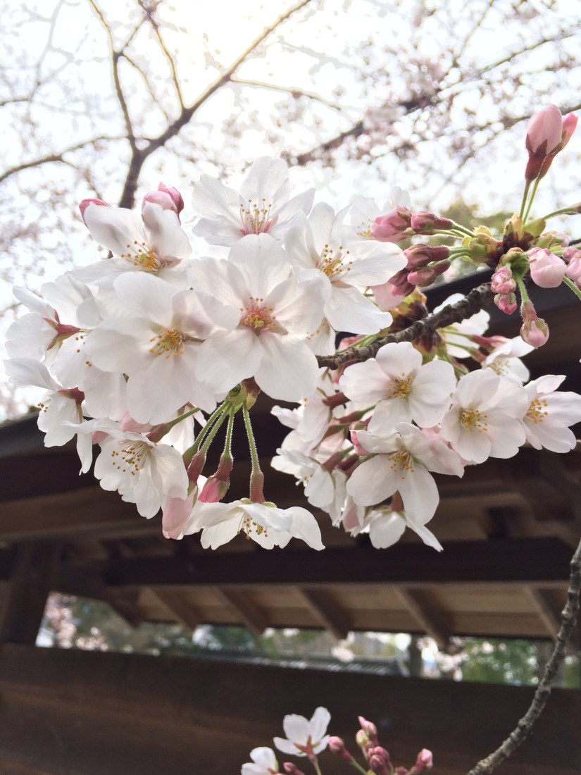 Photo 3-30-16, 10 22 49 AM